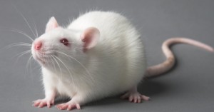 Create meme: rat, mouse white, mouse