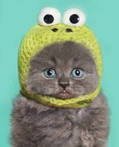 Создать мем: котик в шапочке, котенок в шапочке, кот в шапке лягухи