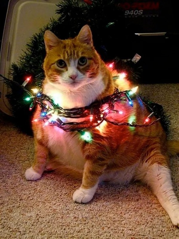 Create meme: Christmas cats , cat , a cat wrapped in a garland