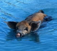 Создать мем: остров свиней, пиг-бич багамские острова, свинья в воде