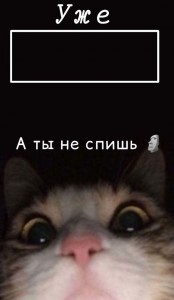 Create meme: cat, cute cats, cute cats