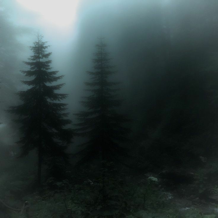 Create meme: spruce in the fog, forest in the fog, spruce forest in the fog