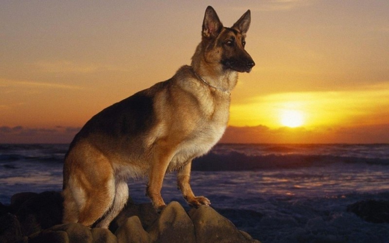 Create meme: shepherd , German shepherd , dog German shepherd