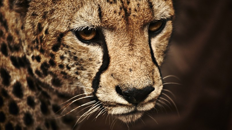 Create meme: leopard , Cheetah eyes, Cheetah 