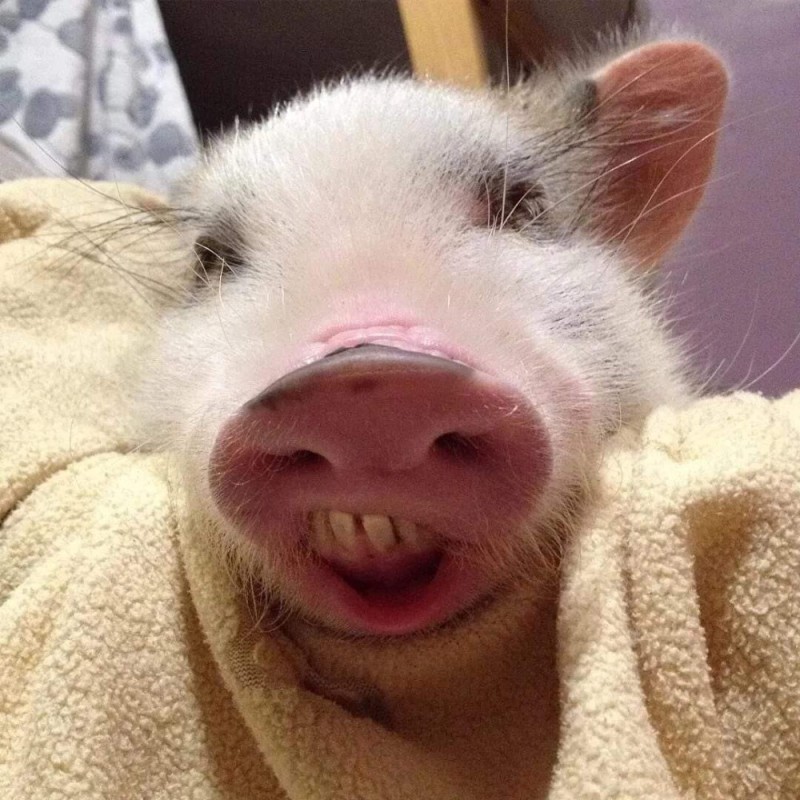 Создать мем: пиги свинки, веселая свинка, милая хрюшка