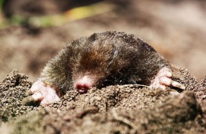 Create meme: mole shrew, mole, mole animal