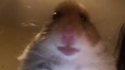 Create meme: screaming hamster meme, selfie hamster meme, hamster meme