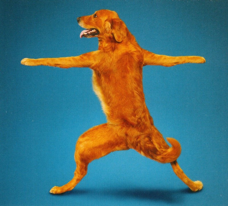 Создать мем: танцующие собаки, веселые собачки поза, танцующий пес