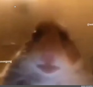 Create meme: the hamster in the chamber, the hamster looks at the camera, blurred image