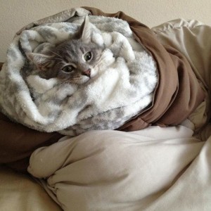 Создать мем: кот под одеялом, теплое одеяло, кошка