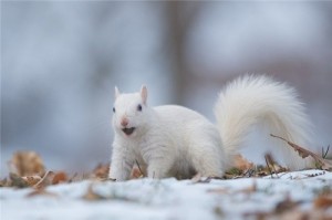 Create meme: White squirrel