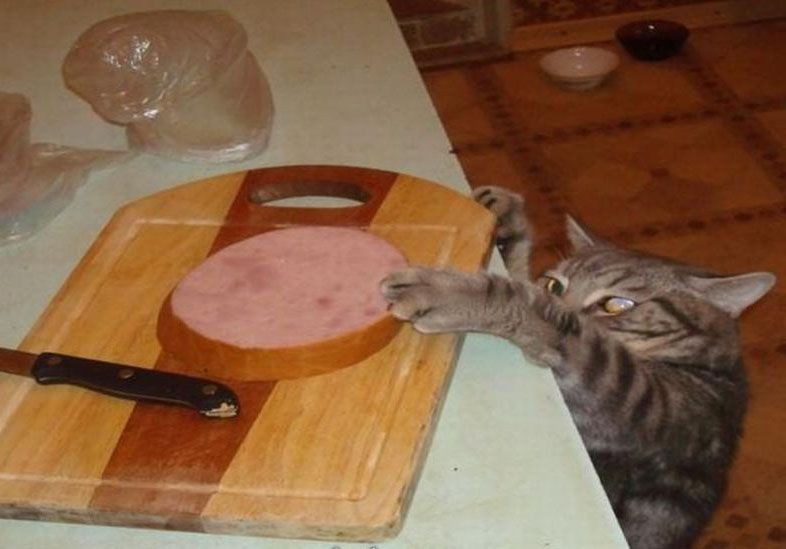 Create meme: cat steals sausage, cat and sausage, cat sausage 