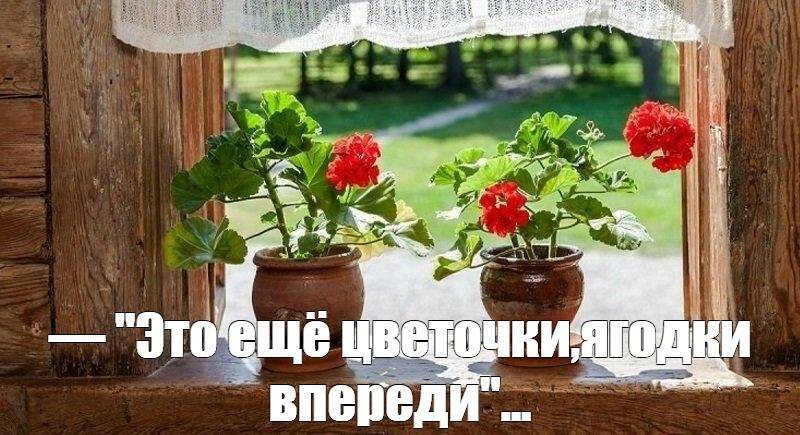 Create meme: geranium on the window, indoor geranium, geranium on the windowsill