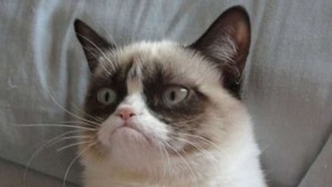 Create meme: cat grumpy, cat tard, grumpy cat meme original