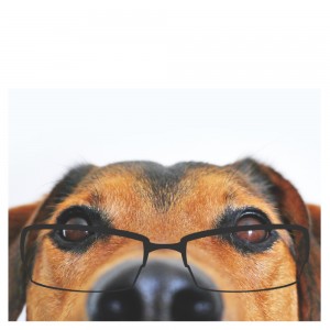 Create meme: the dog's nose, dog, overheard