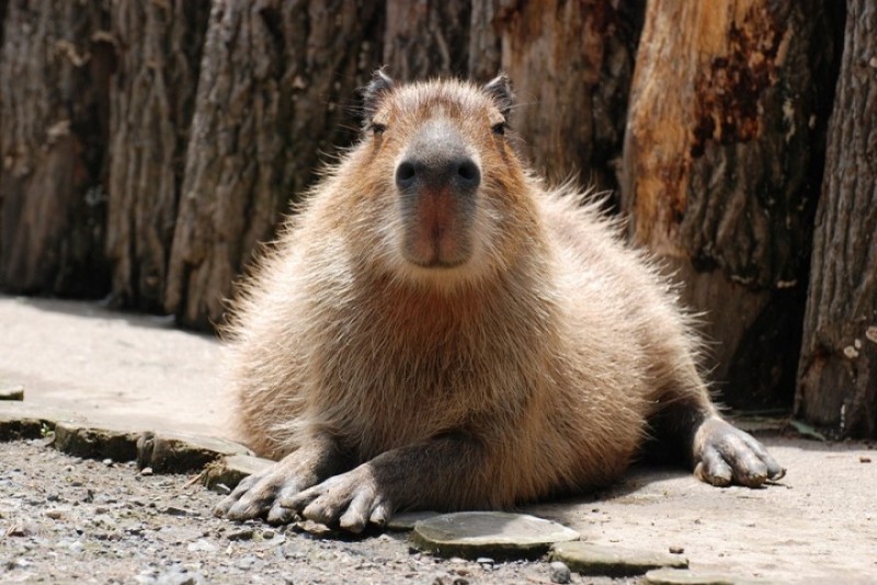 Create meme: dwarf capybara, capybara guinea pig, common capybara