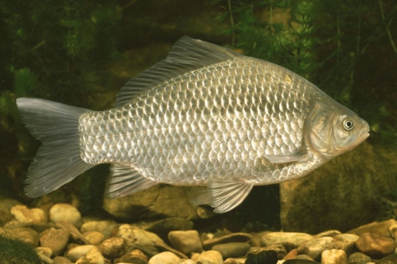 Create meme: silver carp - carassius auratus gibelio, carassius auratus silver carp, carp 