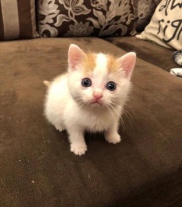 Create meme: ginger white kitten, animals cats, cat