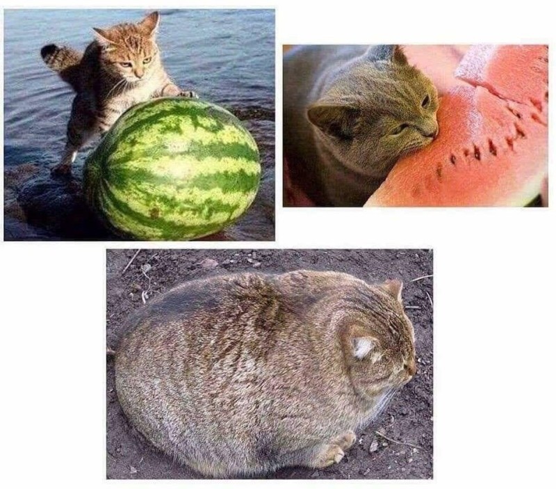 Создать мем: котенок и арбуз, котик с арбузом, watermelon cat