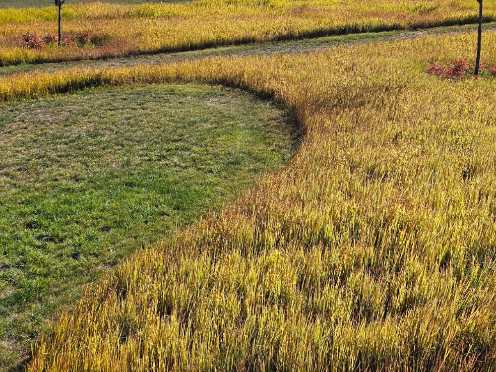 Create meme: circles on the field, crop circles Krasnodar territory Novokubansky district, crop circles in Russia