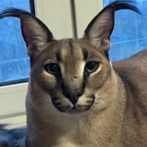 Create meme: Caracal