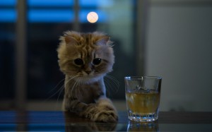 Create meme: cute cats, sad cat, the cat is sad