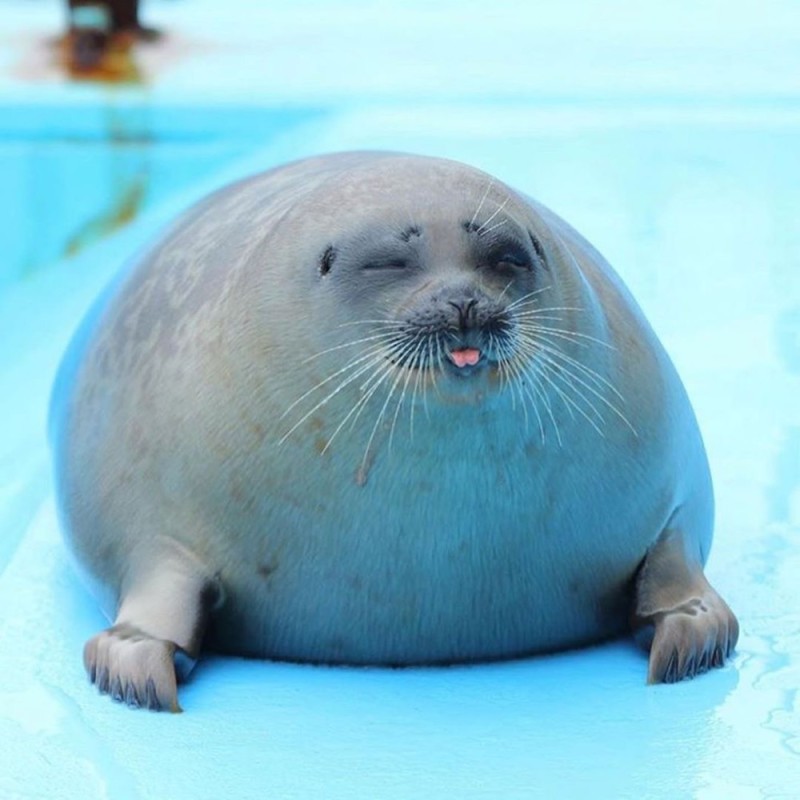 Create meme: seal belek, seal seal, marine seal