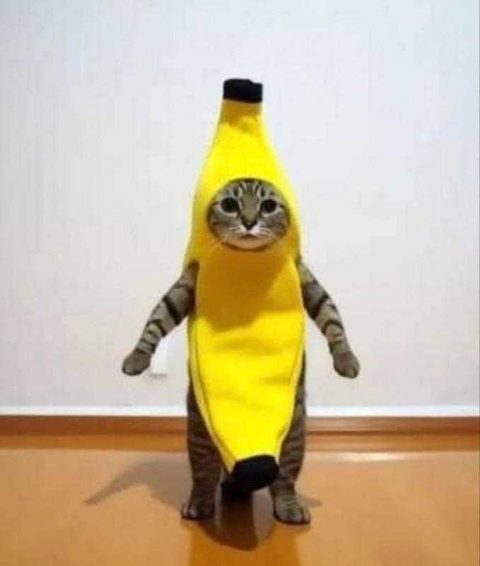 Create meme: cat banana, cat banana toy, a cat in a banana costume