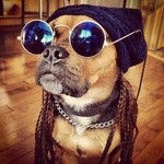 Create meme: dog with glasses, photos, people