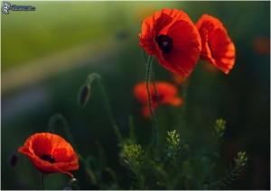 Create meme: flowers, poppy field