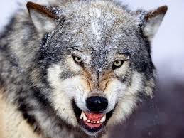 Create meme: a big wolf, fierce wolf, wolf wild