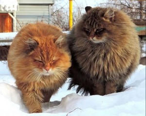 Создать мем: кот сибиряк, кошка, кошка сибирская кошляндия