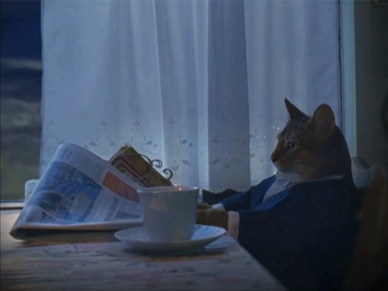 Create meme: cat with newspaper meme, The seventh sign film 2011, the cat with a newspaper