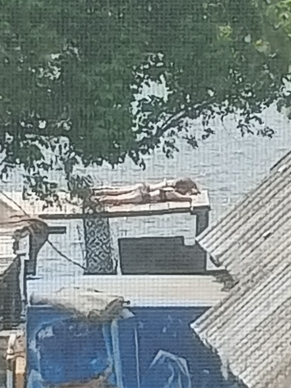 Create meme: sunbathing on the roof, on the roof of the house, On the roofs