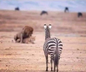 Создать мем: мем зебра и жираф, животные, животные зебра