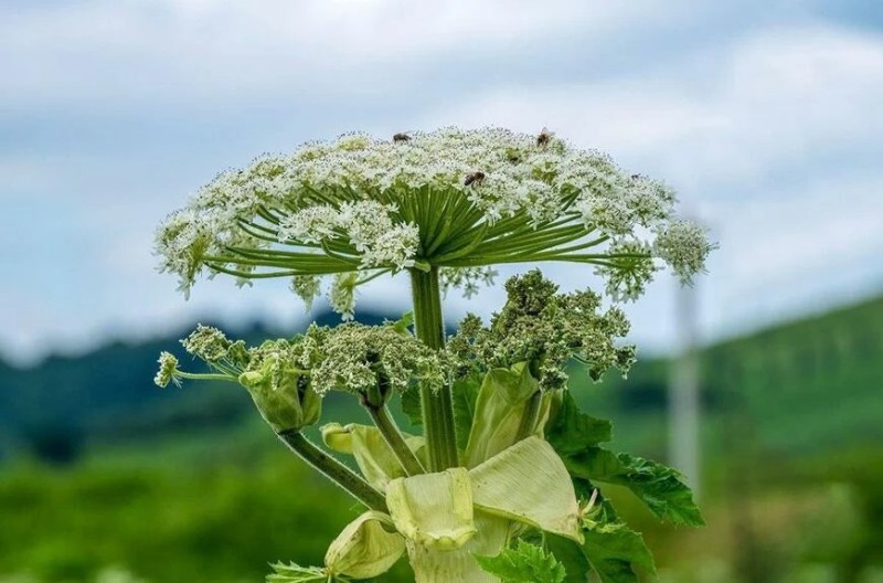 Create meme: cow parsnip Sosnowski, Hogweed, borscht leaf