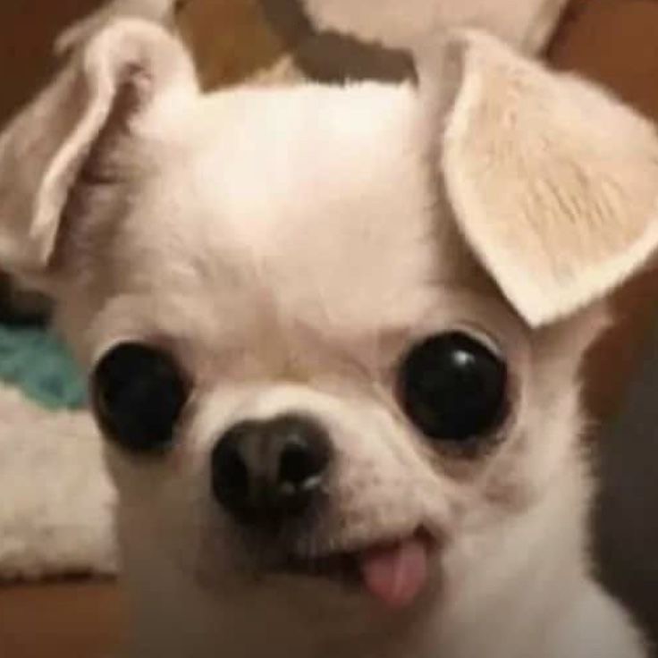 Create meme: Chihuahua dog, Chihuahua cute, chihuahua doggie