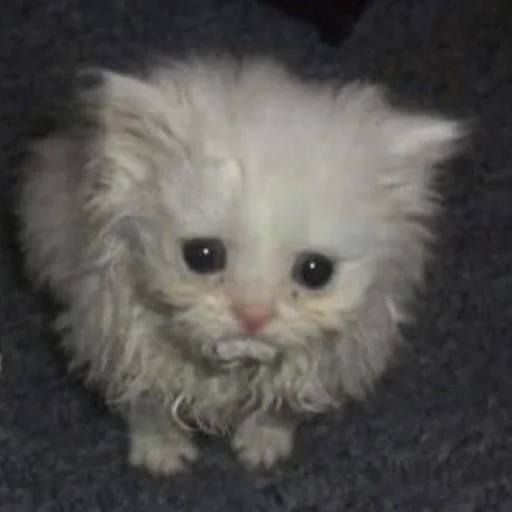 Create meme: poor cats, cute cats , abandoned kitten