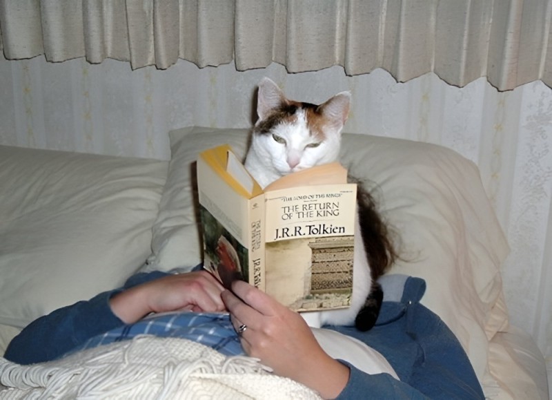 Create meme: a cat with a book, cat , cat 