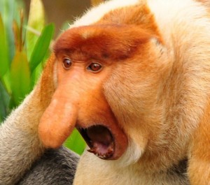 Создать мем: носач, proboscis maymunu, finger monkey