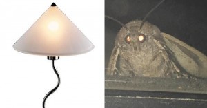 Create meme: moth lamp, moth lamp meme, meme moth and the lamp