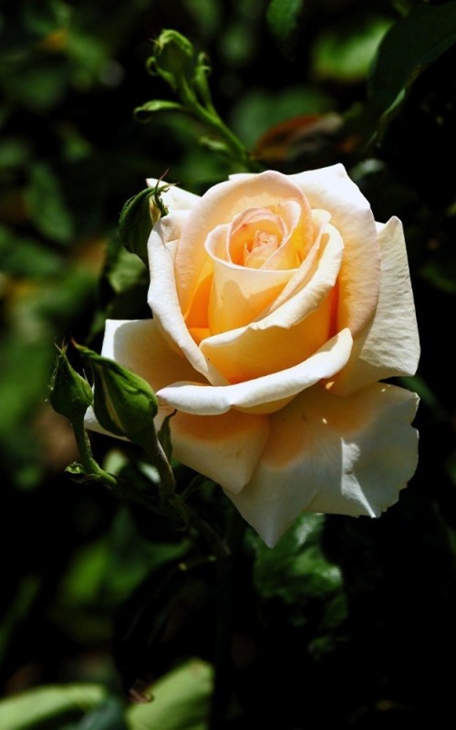 Создать мем: живые розы, красивые розы, роза чайно гибридная валенсия