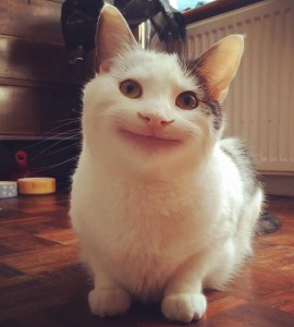 Create meme: polite cat, cute cats funny, the cat with a smile