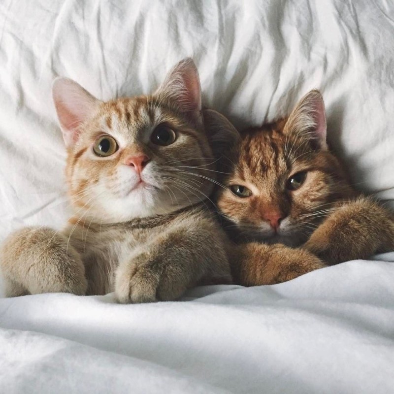 Создать мем: два котика, целующиеся котики, котики милота