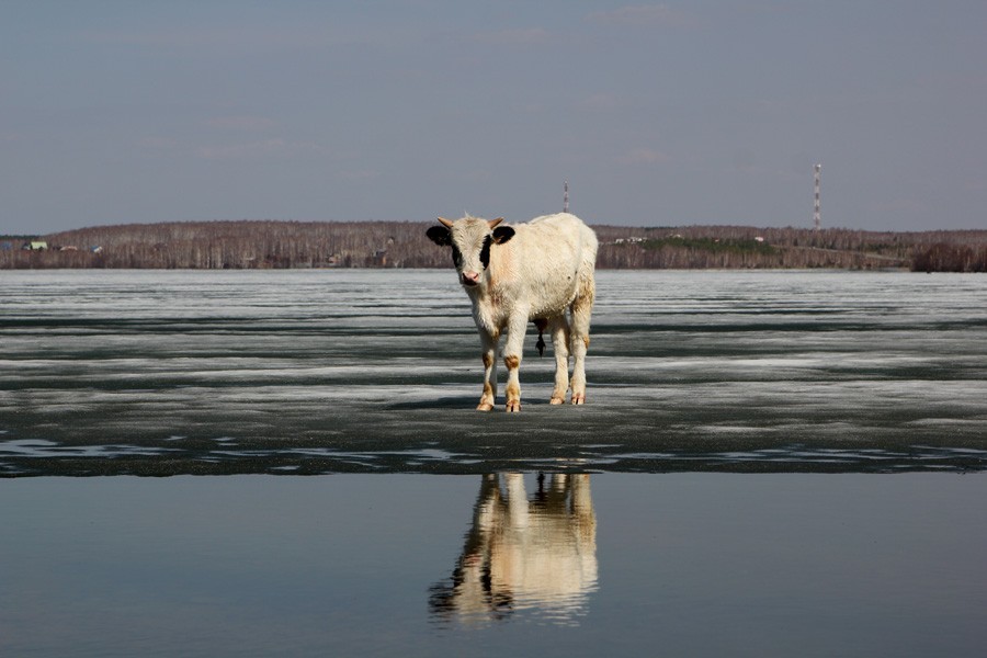 Корова на льду картинки