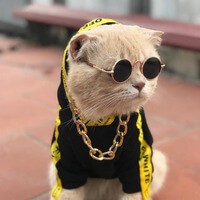 Create meme: cool cats, cool cat , cat with black glasses