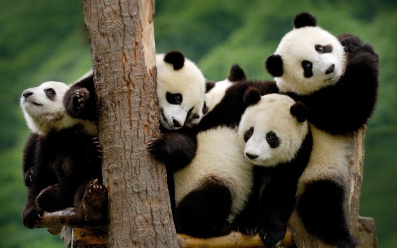 Создать мем: милая панда, панда китайская, большая панда
