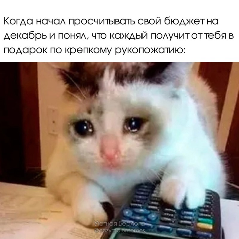 Create meme: cat accountant meme, cat , memes cats