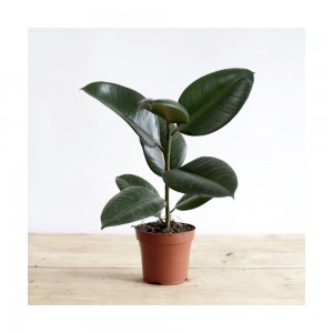 Create meme: ficus elastica, ficus elastica, ficus elastica Robusta