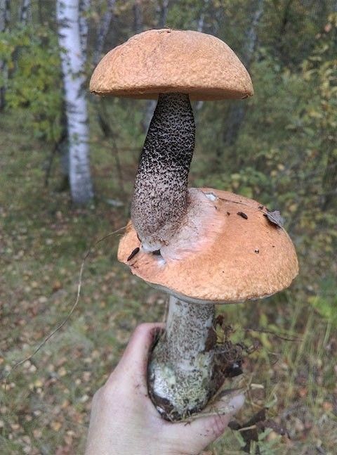 Create meme: the aspen tree is red, aspen mushroom, aspen mushroom cap